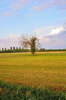 groen grasveld foto