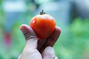 dichtbij omhoog van handen Holding tomaten na oogsten in de tuin foto