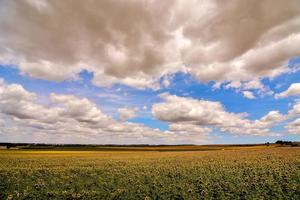 landschap in de zomer foto