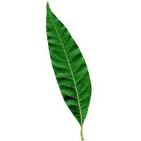 groen mango bladeren met bruin takjes zijn Aan een wit achtergrond foto