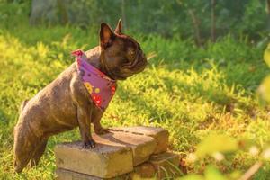 Frans bulldog hond in halloween bandana's. dier, huisdier. halloween. foto