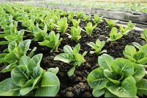 biologisch groente tuin groeit groenten van nature zonder schadelijk Chemicaliën en pesticiden foto