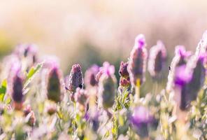 close-up van lavendel foto