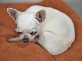 chihuahua hond op de oranje kussens foto