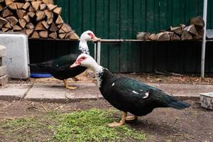 de muskusachtig Indisch vrouw wandelingen in de omgeving van de dorp foto