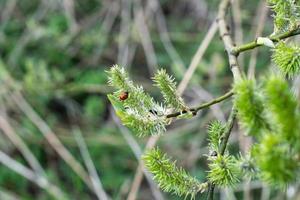 een lieveheersbeestje zit Aan een groen wilg dat bloeide in de Woud in voorjaar foto