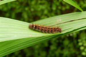 rups- of meer specifiek lymantria dispar Aan een blad in de tuin foto