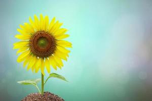 mooi zonnebloem bloeiend bokeh achtergrond foto