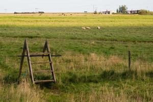 toegang naar een weide met schapen gebruik makend van een houten ladder foto