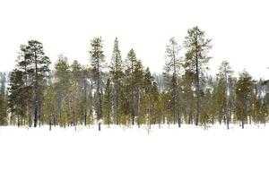 mooi winter landschap. sneeuwde Woud in Lapland foto