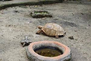 selectief focus van sulcata schildpadden wie zijn ontspannende in hun kooien. foto