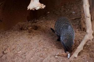 selectief focus van Egyptische mangoesten wie zijn ontspannende in hun kooien. foto