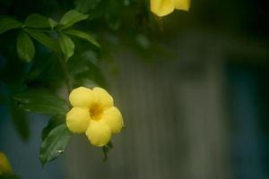 dichtbij omhoog van allamanda cathartica of geel trompet bloem in de tuin met kopiëren ruimte. gemeenschappelijk trompet ten volle bloeide geel bloem binnen van een botanisch tuin in herfst. foto
