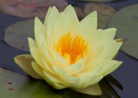 lotus bloem, water lelie foto