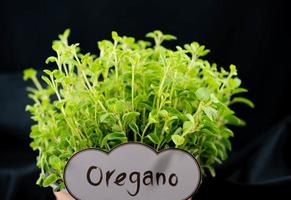 oregano origanum vulgair heerlijk keuken kruiden foto