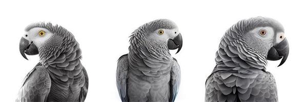 Afrikaanse grijs papegaai Aan wit achtergrond foto