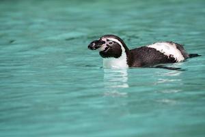 humboldt pinguïn in de water foto