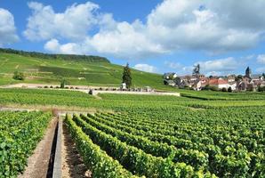 wijngaard landschap in oger dichtbij naar epernay in Champagne regio, Frankrijk foto