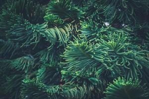 naaldbladeren van de dennenboom van het Norfolkeiland