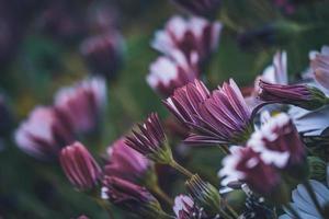 paarse en roze bloemen van Afrikaanse madeliefje foto