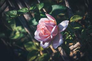 close-up van een gecultiveerde roze roos foto