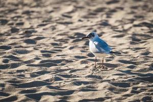 mediterrane meeuw op het strandzand foto