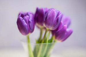 boeket van Purper tulpen met groen bladeren in glas vaas. foto