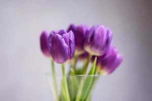 boeket van Purper tulpen met groen bladeren in glas vaas. foto