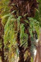 dynaria rigidula treen in de tuin foto