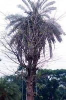 palm boom in de tuin foto