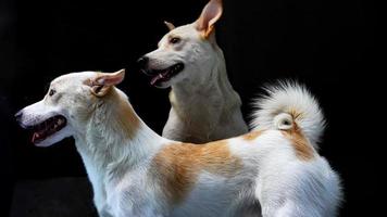 gezicht van straat hond beeld foto