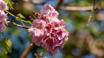 roze trompet boom of tabebuia rosea bloeiend in de tuin blauwe lucht achtergrond foto