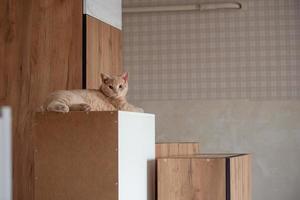 keuken meubilair staat in de keuken klaar voor installatie, een rood huis kat leugens Aan het. wederopbouw en reparatie in de huis foto