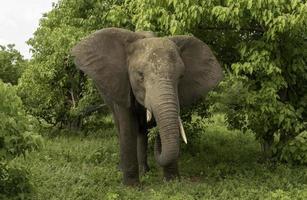 een olifant in chobe nationaal park foto