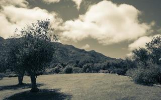 landschap en bergen, panorama van de nationale botanische tuin van kirstenbosch, kaapstad. foto