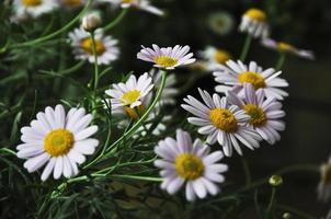 vers roze margriet madeliefje bloeiend foto