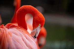 close up van een flamingo foto