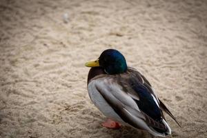 houten eend Aan zand foto