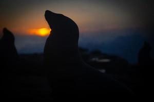 silouette van zee leeuwen Bij schemer foto