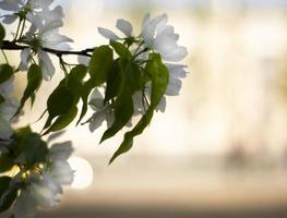 onscherp bloeiend appel boom Afdeling. de lente. bokeh. kopiëren ruimte voor tekst. foto