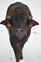 buffel kalf in sneeuw foto