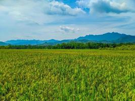 landschap van tarwe veld- boerderij veld- en blauw lucht. foto