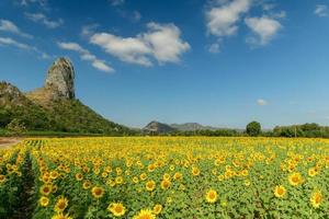 zonnebloemen is bloeiend in de zonnebloem veld- met groot berg en blauw lucht achtergrond. foto