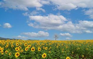 mooi zonnebloem bloem bloeiend in zonnebloemen veld- met wit bewolkt foto