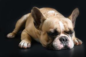 een anorexia Frans bulldog aan het liegen Aan een zwart achtergrond, foto