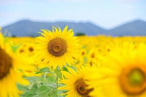 mooi zonnebloem bloem bloeiend in zonnebloemen veld. lopburi provincie. foto