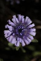 blauw wild bloem bloesem dichtbij omhoog botanisch achtergrond globularia alypum familie plantaginaceae groot grootte hoog kwaliteit ogenblik afdrukken foto