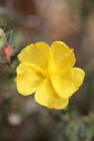 geel bloem bloesem dichtbij omhoog achtergrond fumana arabica familie cistaceae botanisch groot grootte hoog kwaliteit prints foto