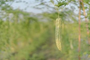 vers bitter kalebas of bitter meloen groei Aan boom in biologisch groente boerderij foto