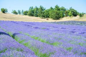 lavendelveld in italië foto